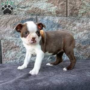 Kellie, Boston Terrier Puppy